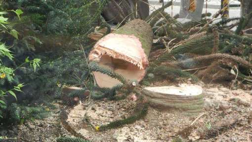 bomen rooien in Hoeven